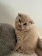 2 Lieve britse korthaar kittens, Dieren en Toebehoren, Katten en Kittens | Overige Katten, Meerdere dieren, Kortharig, 0 tot 2 jaar