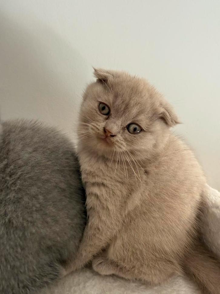 2 Lieve britse korthaar kittens, Dieren en Toebehoren, Katten en Kittens | Overige Katten, Kortharig, Meerdere dieren, 0 tot 2 jaar