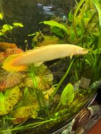 Polypterus senegalus albino, Dieren en Toebehoren, Vis
