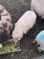 2 Drenthe lammeren schaap schapen lam, Dieren en Toebehoren, Vrouwelijk, Overige soorten