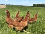Jonge tamme Red star kippen gesekst en ingeënt, Dieren en Toebehoren, Pluimvee, Vrouwelijk, Kip