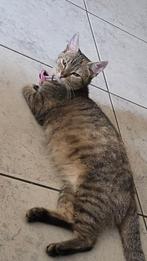 Lief poes zoekt nieuw huisje zsm, Poes