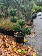 Ilex crenata bonsai – prachtig gesnoeid (140 cm), Tuin en Terras, Planten | Bomen, Ophalen, Bloeit niet, Overige soorten, Minder dan 100 cm