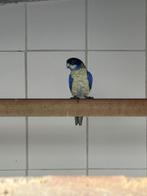 Brown rosella, Meerdere dieren, Parkiet