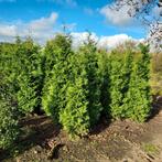 Aanbieding thuja gelderland 240/260 hoog, Tuin en Terras, Planten | Bomen, Ophalen of Verzenden