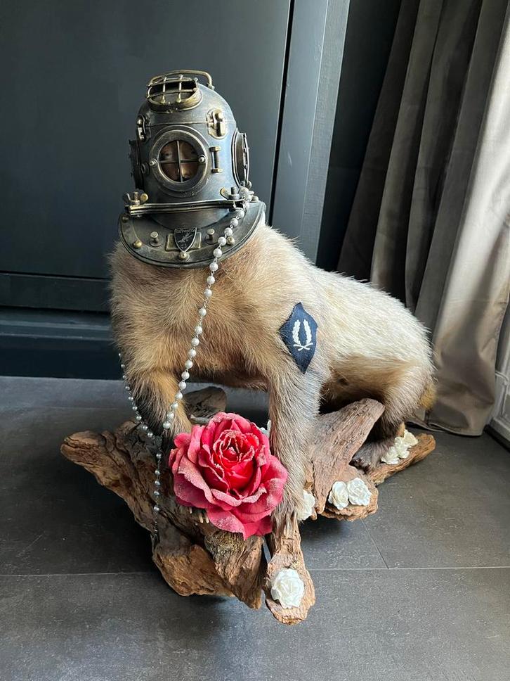 Holy Dutch Taxidermie Das met Duikhelm, Antiek en Kunst, Kunst | Overige Kunst, Ophalen