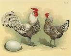 Hollandse hoen hanen te koop zilver-zwart geloverd, Dieren en Toebehoren, Pluimvee, Meerdere dieren, Kip