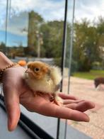brahma kuikens, Meerdere dieren, Kip