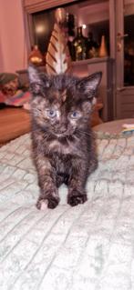 Britse korthaar kittens, Dieren en Toebehoren