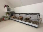 Cavia hok te koop, 110 cm of meer, Zo goed als nieuw, Hok, Cavia