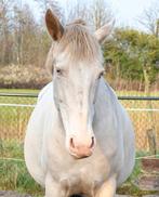 Te koop: Spaanse merrie, Dieren en Toebehoren, Paarden, Merrie, Recreatiepaard, 11 jaar of ouder