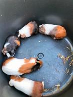 Cavia Beertjes, Dieren en Toebehoren, Knaagdieren, Augustus, Mannelijk, Cavia
