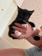 2 hele leuke en lieve Kittens, Dieren en Toebehoren, Katten en Kittens | Overige Katten, Meerdere dieren, Kortharig, 0 tot 2 jaar