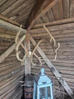 Gewei van rendier met huid, Verzamelen, Dierenverzamelingen, Ophalen, Gebruikt, Hert, Gewei of Kop