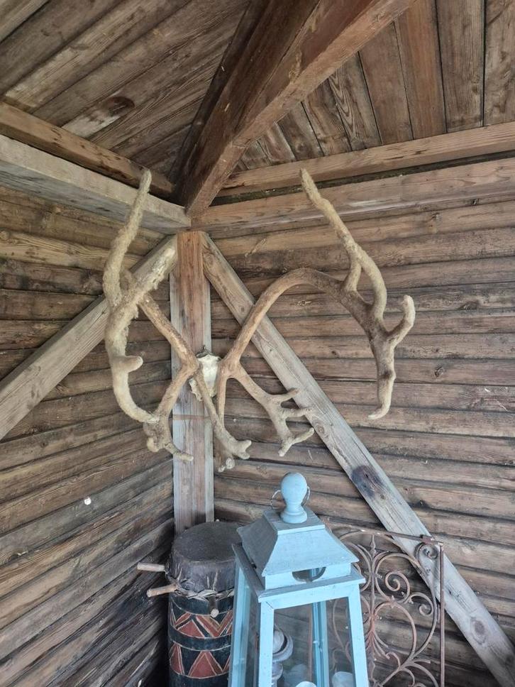 Gewei van rendier met huid, Verzamelen, Dierenverzamelingen, Gebruikt, Gewei of Kop, Hert, Ophalen