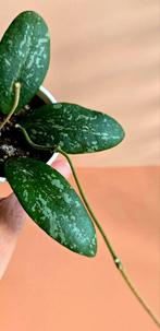 Hoya sigillatis 'Round Leaf' – babyplant, Ophalen of Verzenden, Overige soorten, Minder dan 100 cm
