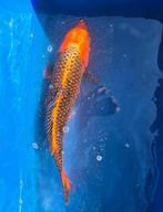 Japanse Koi Matsuba, Karper of Koi