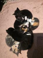 6 lieve kittens, Dieren en Toebehoren, Katten en Kittens | Overige Katten, Meerdere dieren