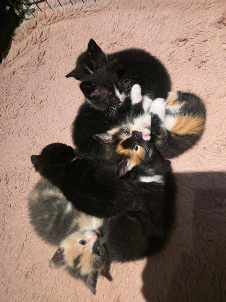 6 lieve kittens, Dieren en Toebehoren, Katten en Kittens | Overige Katten, Meerdere dieren