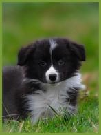 Prachtig nestje border collie showlijn pups mogen verhuizen, 8 tot 15 weken, Collie, CDV (hondenziekte), Meerdere