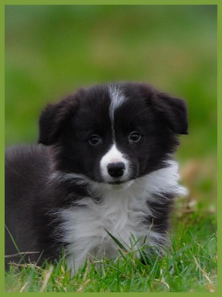 Prachtig nestje border collie showlijn pups mogen verhuizen, Dieren en Toebehoren, Honden | Herdershonden en Veedrijvers, Meerdere dieren