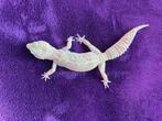 luipaardgekko, Dieren en Toebehoren, Reptielen en Amfibieën, Hagedis, Tam, 0 tot 2 jaar