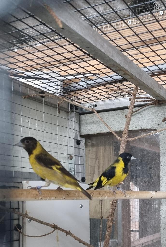 Zwartborst sijzen, Dieren en Toebehoren, Vogels | Overige Vogels, Tropenvogel, Meerdere dieren, Geringd