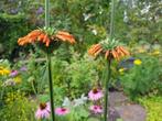 zaden van de Leonotis Leonuris of leeuwenoor, Tuin en Terras, Bloembollen en Zaden, Ophalen of Verzenden, Voorjaar, Volle zon
