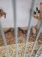 Grote zebravinken, Meerdere dieren, Tropenvogel