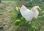 Broedeieren witte marans, Dieren en Toebehoren, Pluimvee, Kip, Geslacht onbekend