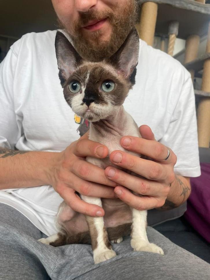 Devon rex female, Dieren en Toebehoren, Katten en Kittens | Raskatten | Korthaar, Poes, 0 tot 2 jaar, Met stamboom, Gechipt, Ontwormd