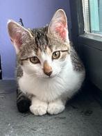 Kitten Bella  (15-04-2025), Dieren en Toebehoren, Katten en Kittens | Overige Katten, Poes, Kortharig, 0 tot 2 jaar