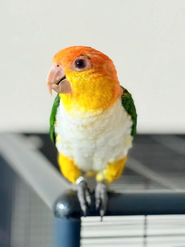 Papegaai te koop, Dieren en Toebehoren, Vogels | Parkieten en Papegaaien, Parkiet, Mannelijk, Tam