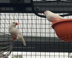 Witte zebravink, Dieren en Toebehoren, Mannelijk, Tropenvogel, Geringd