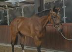 Onwijs brave en lieve allrounder, Dieren en Toebehoren, Paarden, Ruin, B, 165 tot 170 cm, 3 tot 6 jaar
