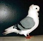 Sierduiven te koop., Dieren en Toebehoren, Meerdere dieren, Overige soorten