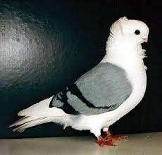 Sierduiven te koop., Dieren en Toebehoren, Vogels | Duiven, Overige soorten, Meerdere dieren