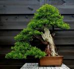Taxus bonsai, 70+ jaar oud!, Ophalen, Bloeit niet, Halfschaduw, Overige soorten
