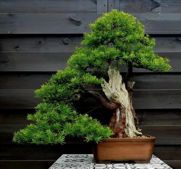 Taxus bonsai, 70+ jaar oud! beschikbaar voor biedingen