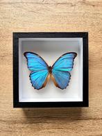 Vlinder: morpho menelaus, Verzamelen, Ophalen of Verzenden, Nieuw, Insect, Opgezet dier