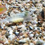 Caridina Japonica, Vis