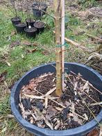 Acer buergerianum drietand esdoorn, Ophalen, Bloeit niet, Halfschaduw, Overige soorten