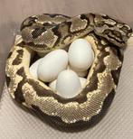 0.1 OD YB Fire het Pied proven breeder ball python regius, Slang, Tam, 3 tot 6 jaar