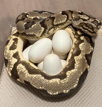 0.1 OD YB Fire het Pied proven breeder ball python regius beschikbaar voor biedingen