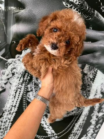 Premium maltipoo f2 reutje micro beschikbaar voor biedingen