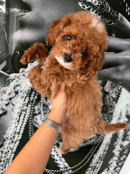 Premium maltipoo f2 reutje micro, Dieren en Toebehoren, Honden | Chihuahua's en Gezelschapshonden, Reu, Overige rassen, Particulier