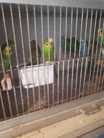 Wegens stopen hobby te koop 15 grasparkieten  groen en blauw, Meerdere dieren, Parkiet