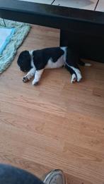 Stabij, Overige rassen, CDV (hondenziekte), 8 tot 15 weken, Meerdere