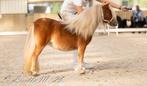Shetland merries te koop, Dieren en Toebehoren, Pony's, Merrie, Niet van toepassing, A pony (tot 1.17m), 11 jaar of ouder