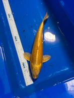 Yamabuki - 40 cm - koi karper, Dieren en Toebehoren, Vissen | Vijvervissen, Karper of Koi